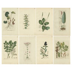 Set of 8 Antique Botany Prints - Fraxinus - Ligustrum - and Others