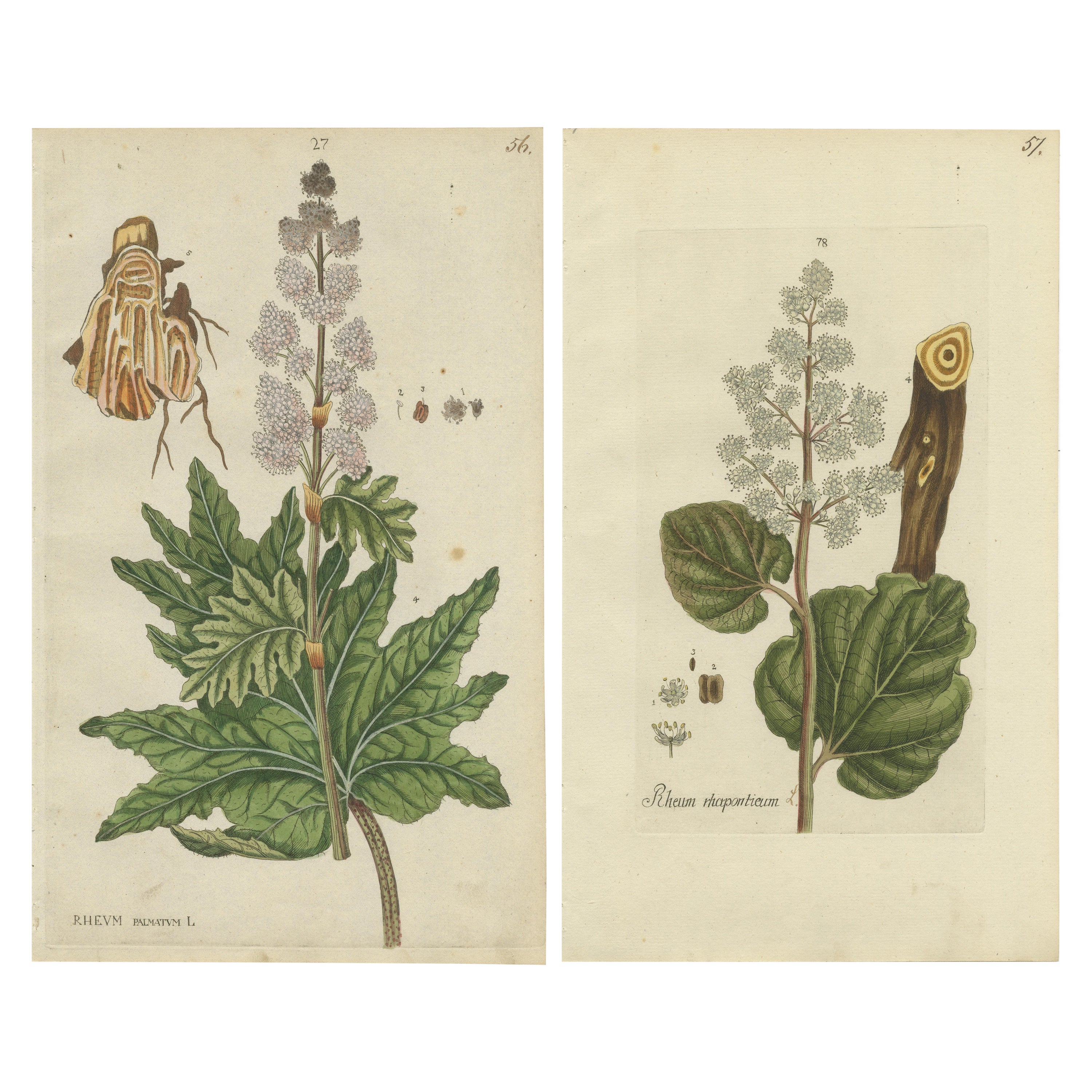 Set of 2 Antique Botany Prints - Rheum Rhapontieum & Rheum Palmatum