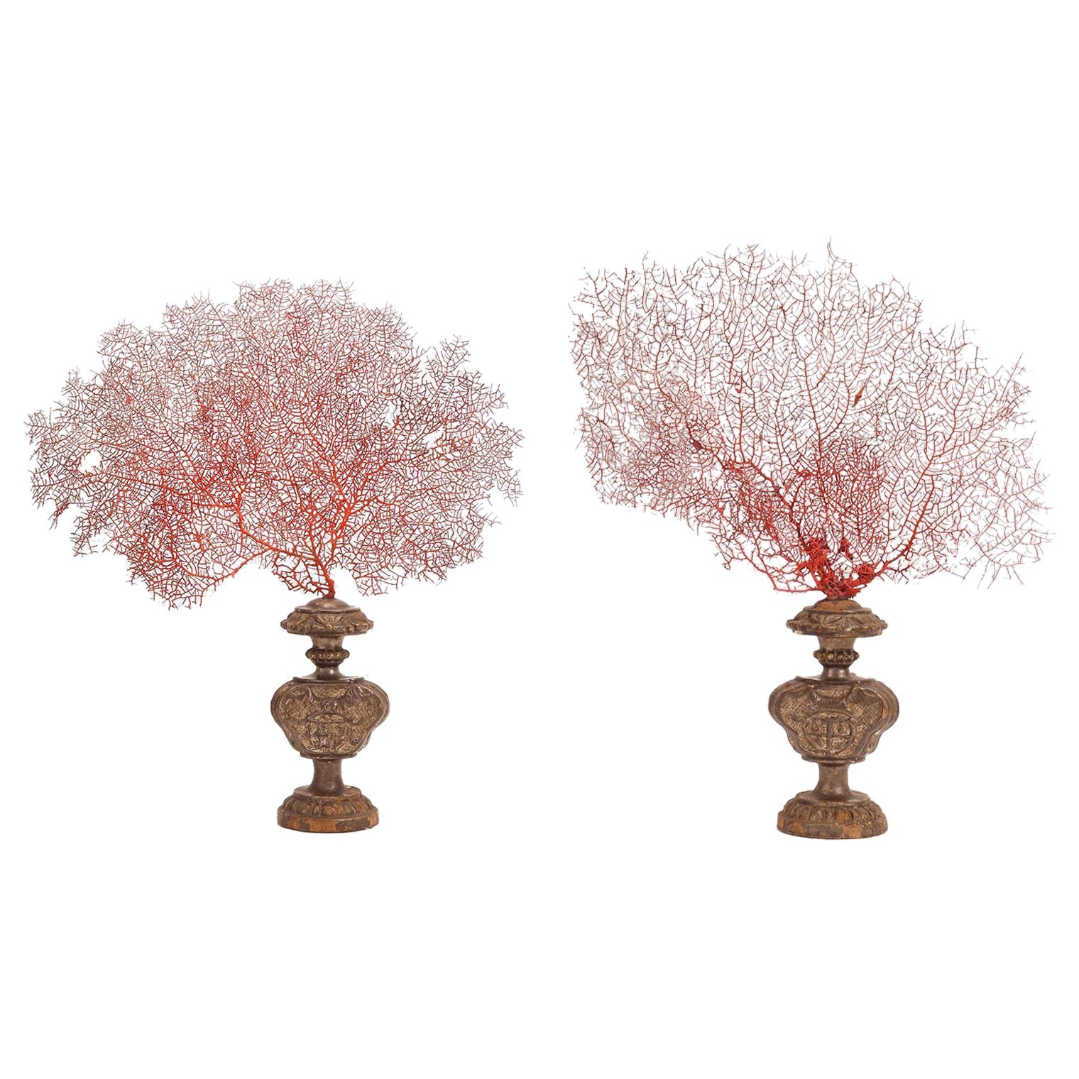 Pair of Red Gorgonian Branches, Italy, 1870