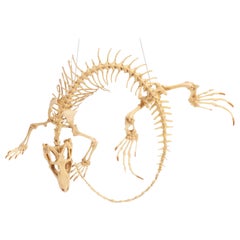 Natürliches Exemplar. Das Iguana-Skelett, Italien 1890.  