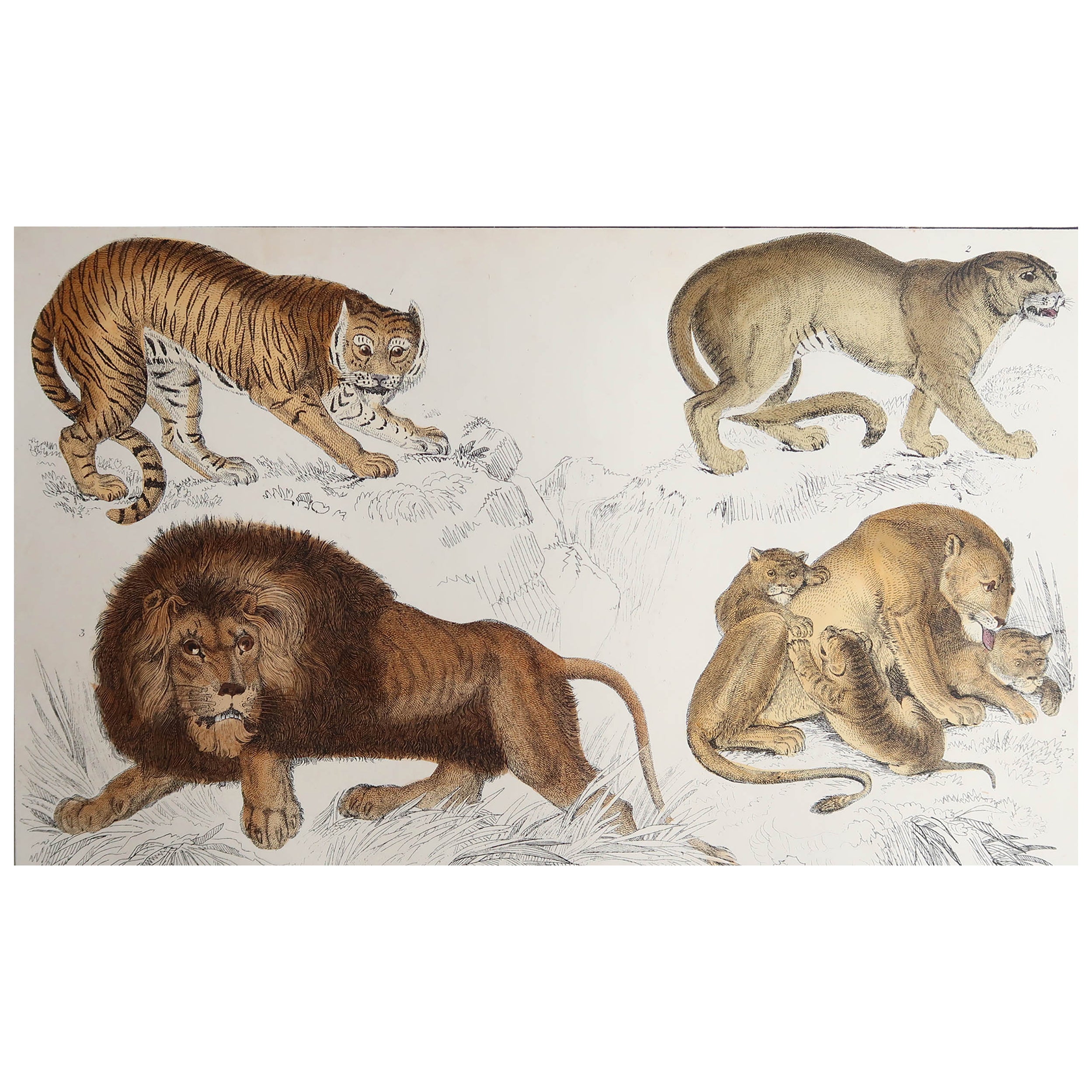Impression ancienne originale de lions et de tigres, 1847, non encadrée