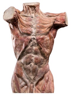 Didactical Human Muscles Torso in Polychromed Plaster, 1900