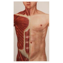 Original Vintage Medical Print, Chest Cavity, C.1900