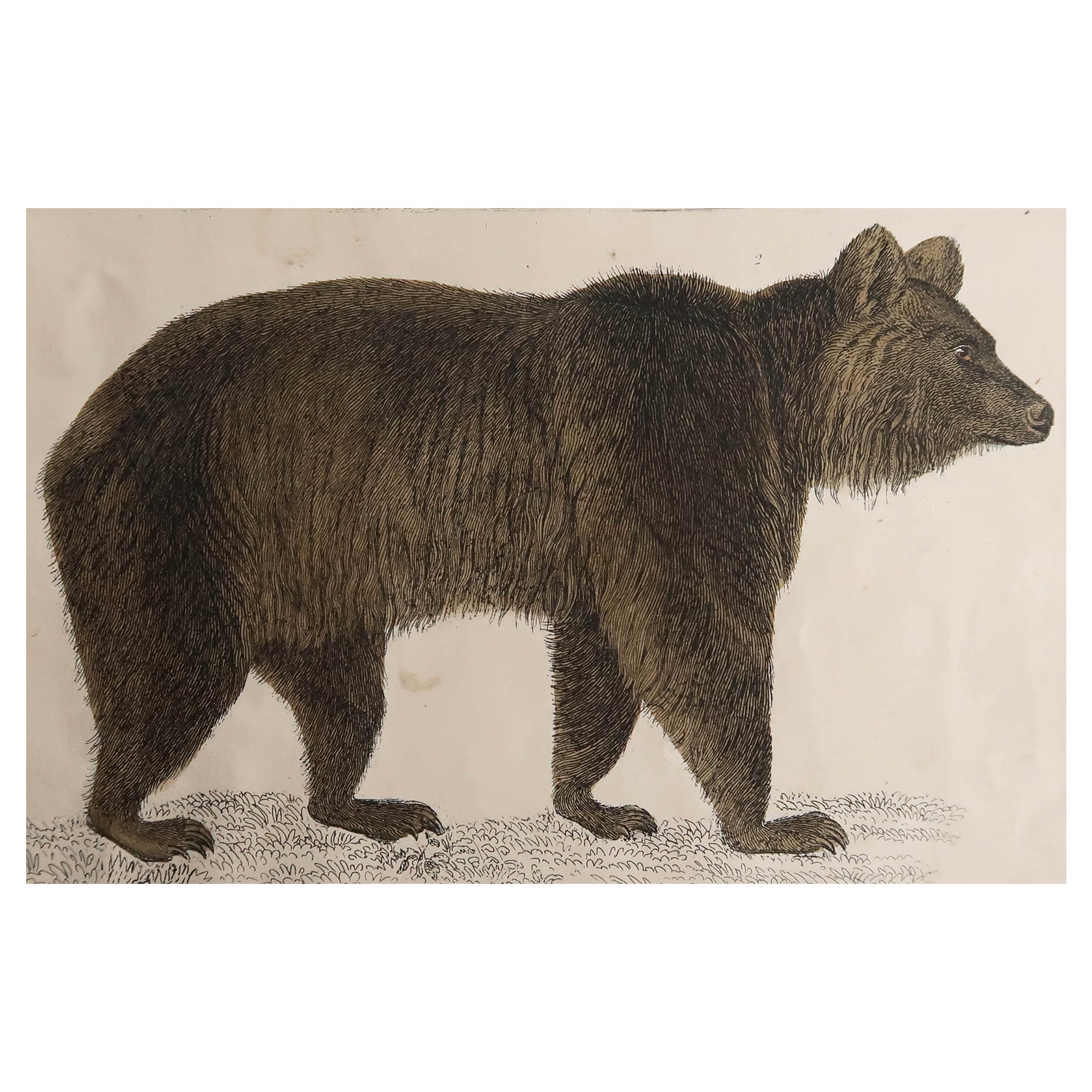 Original Antique Print of a Brown Bear, 1847 'Unframed'