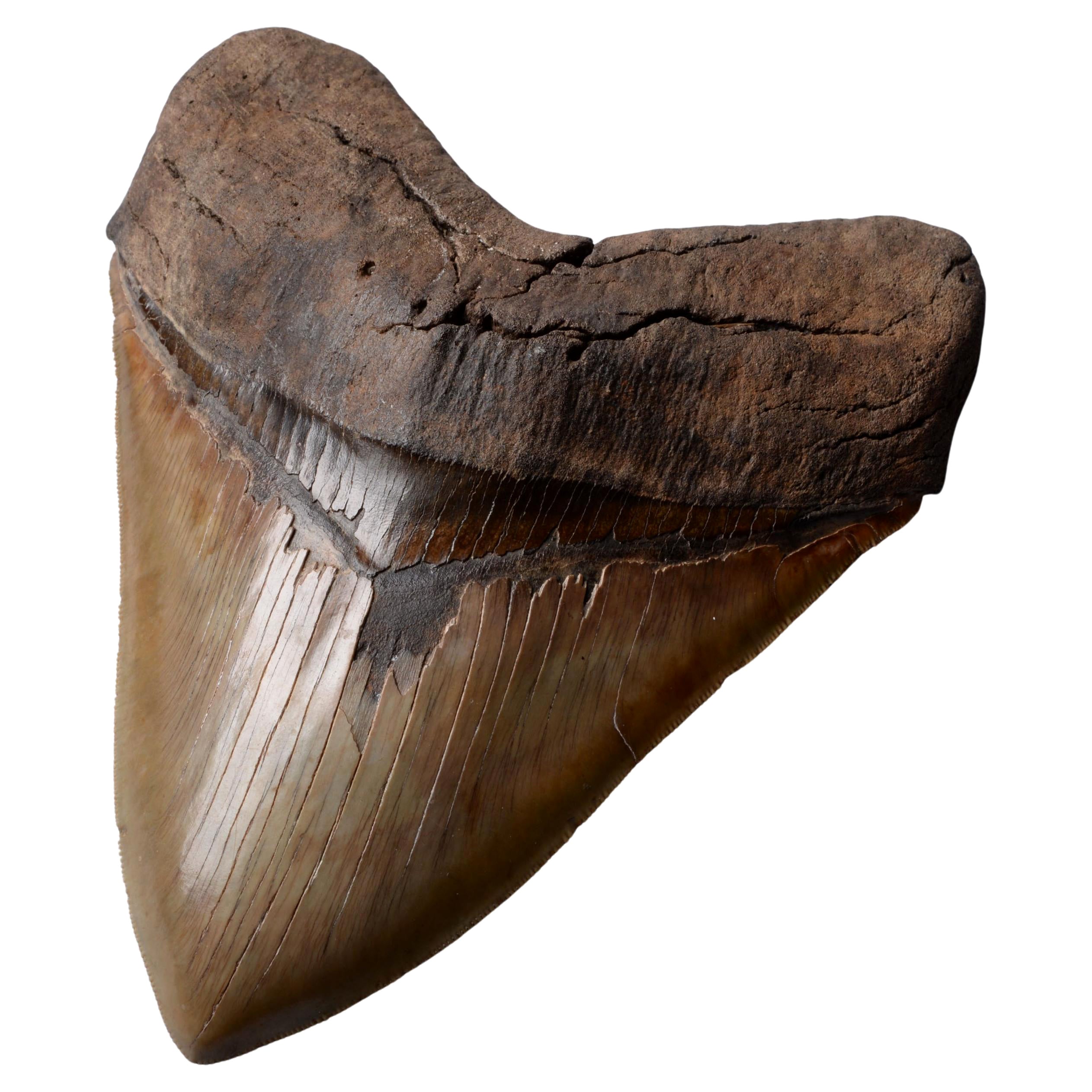 Extremely Large Megalodon Tooth For Sale at 1stDibs | how much is a