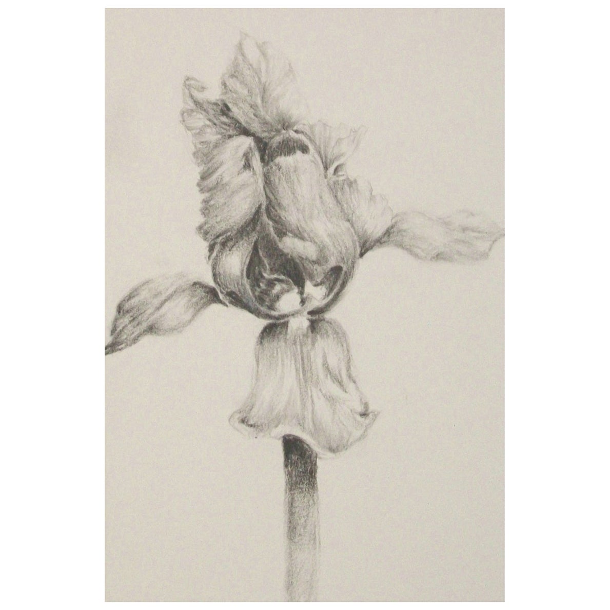 Fine Graphite Drawing of an Iris - Initialed L.T. - Canada - Late 20th Century For Sale
