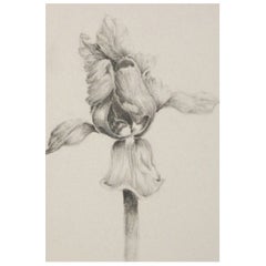Fine Graphite Drawing of an Iris - Initialed L.T. - Canada - Late 20th Century