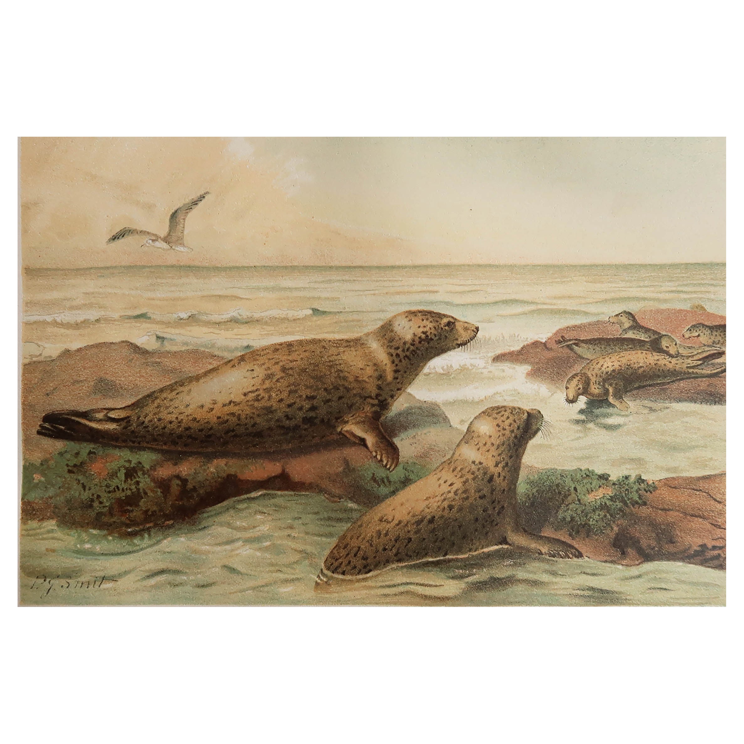 Original Antique Print of Leopard Seals, C.1890 For Sale