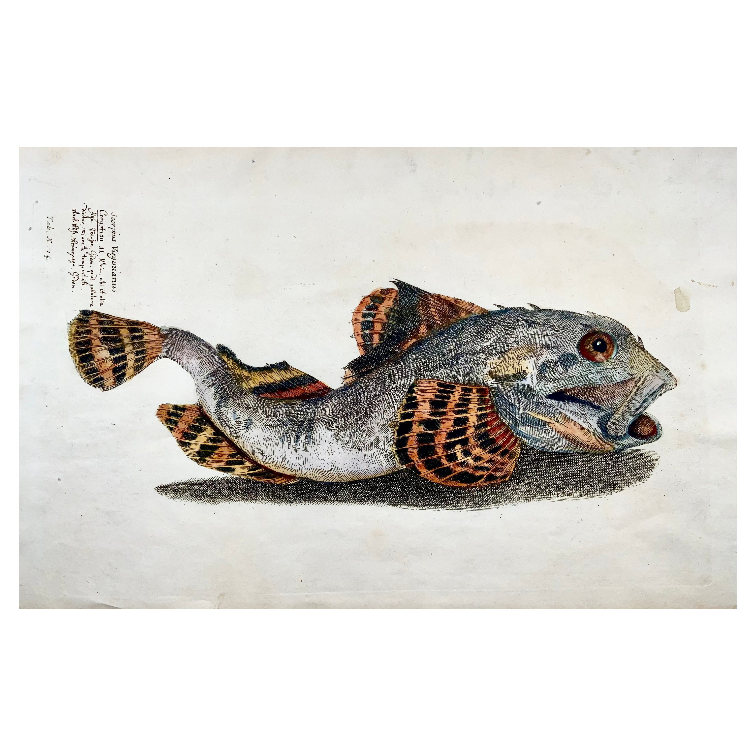 1686 Shorthorn Sculpin, Hand-Colored Folio, Paul Somers for Francis Willughby For Sale