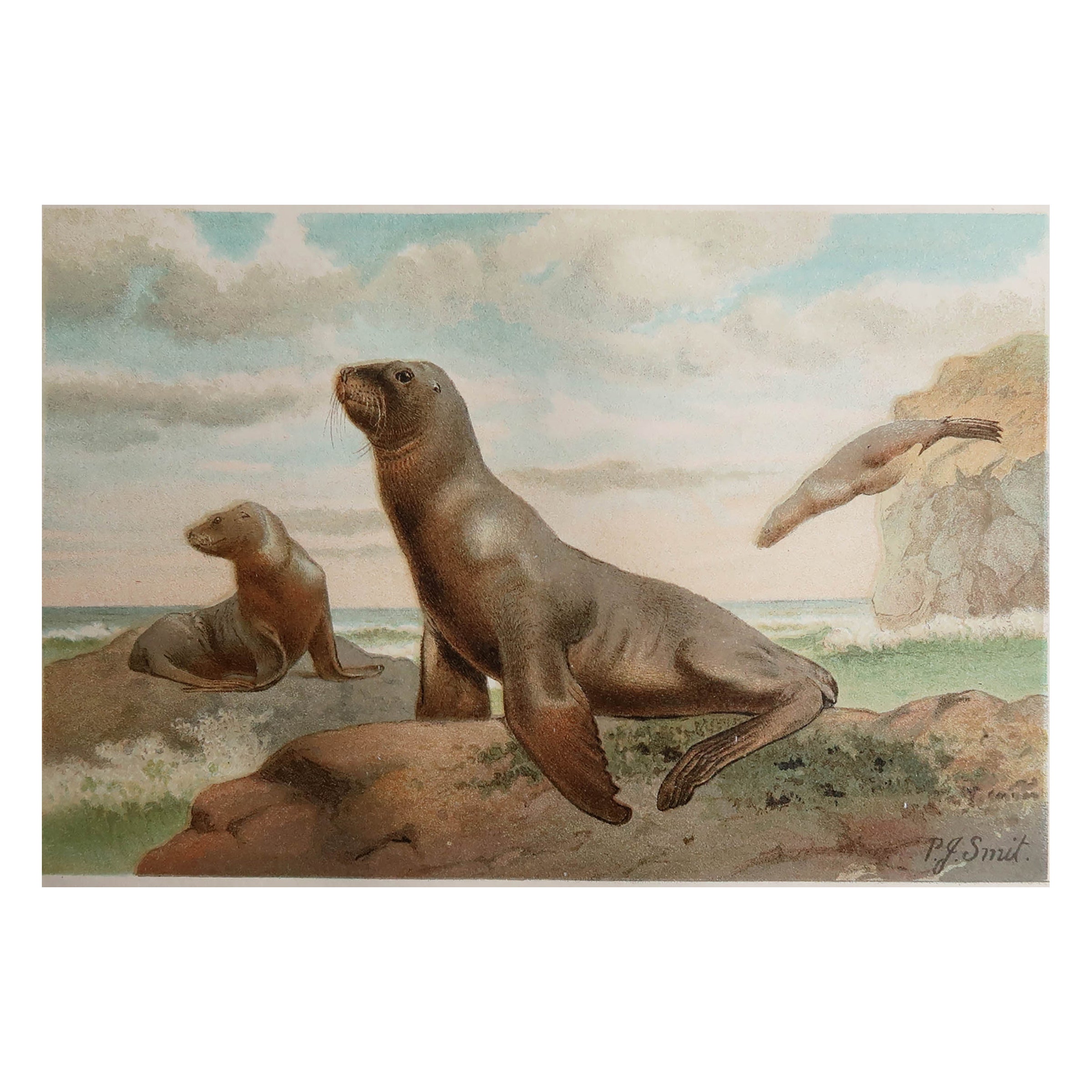 Original Antique Print of New Zealand Sea-Lions, C.1890