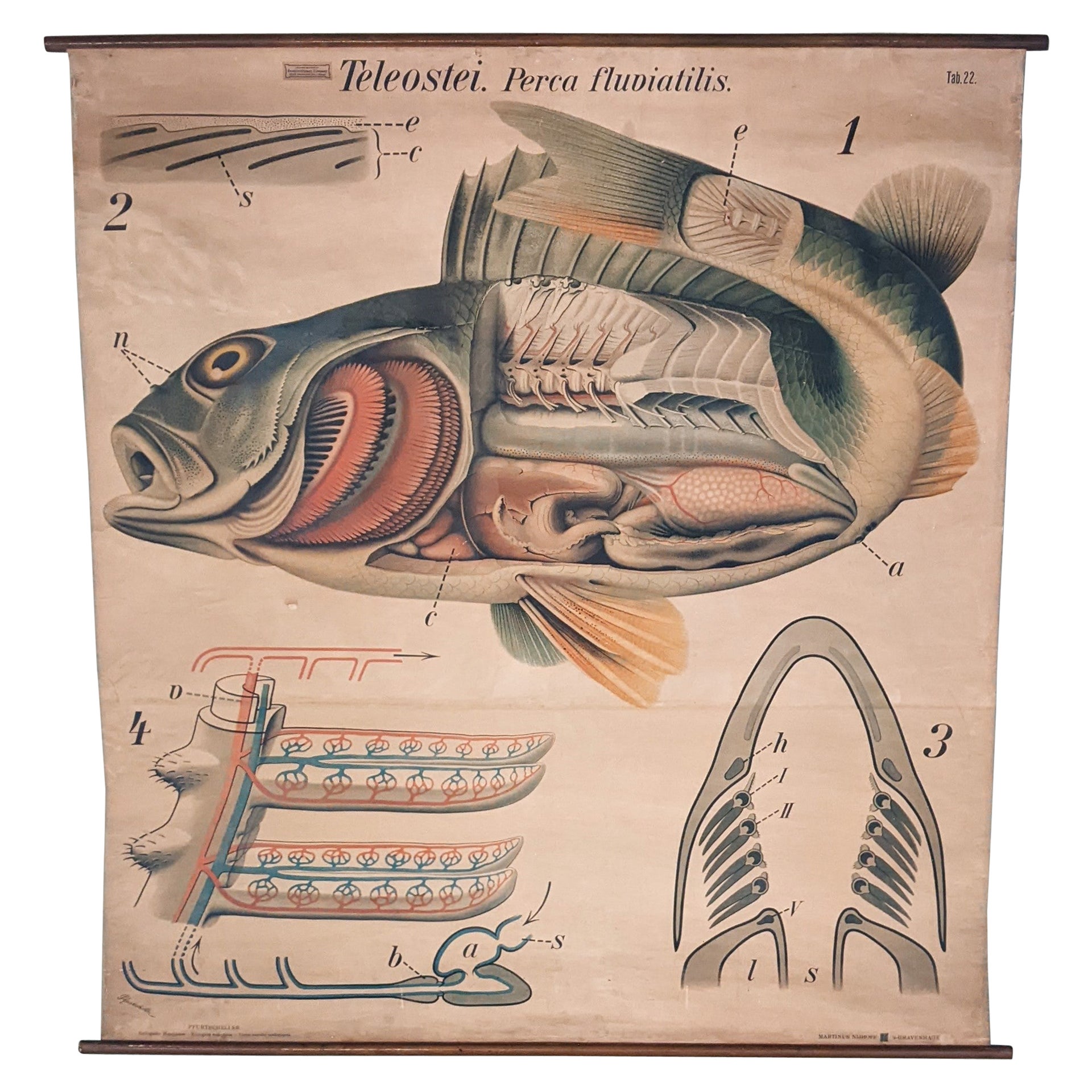 Antique Zoological Wall Chart For Sale