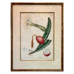 Antique Pierre-Antoine Poiteau Cactus Triangularis Botanical Print
