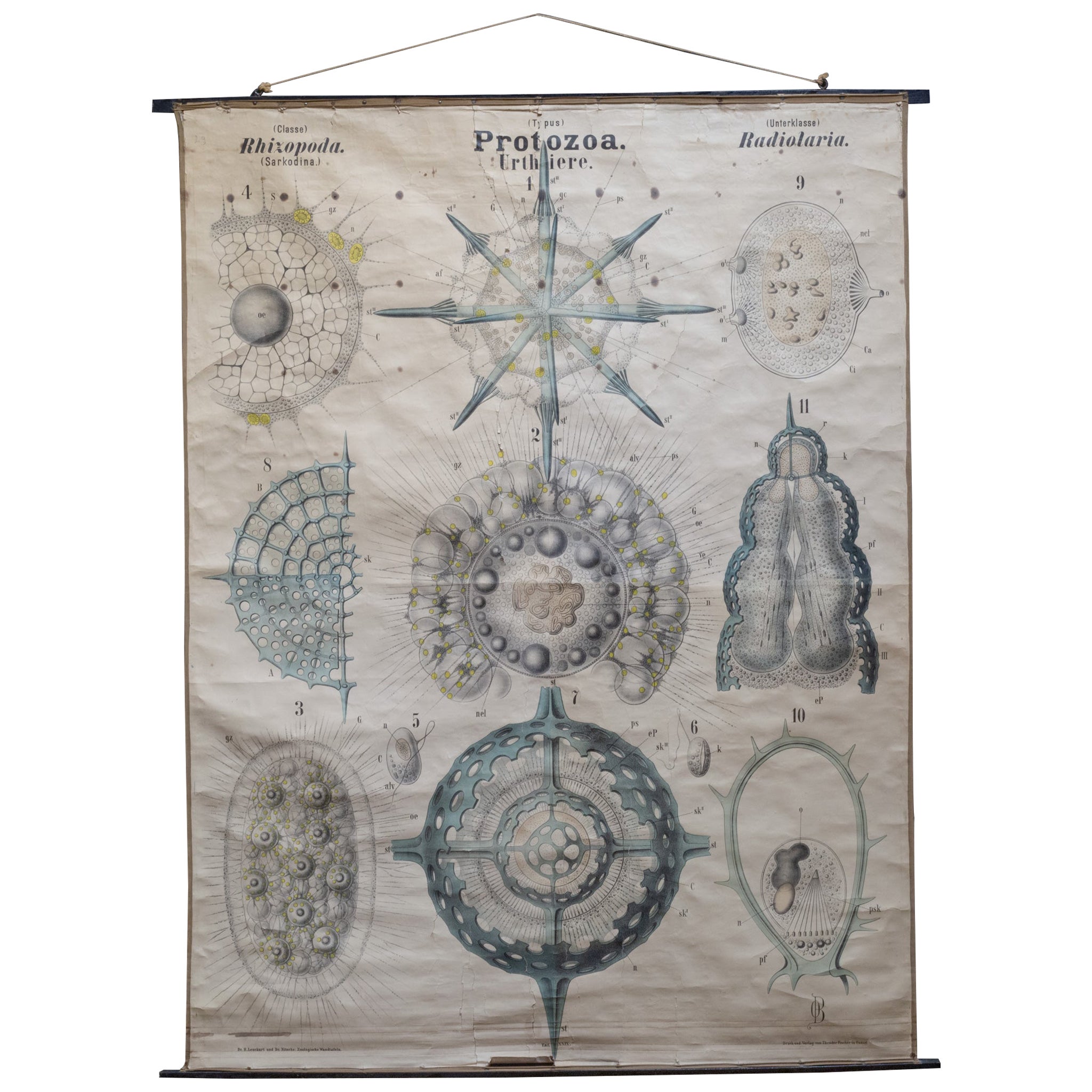 19th c. German Scientific School Wall Chart of Protozoa c.1877-1892