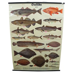 Vintage Mural Eatable Sea Fish Overview Poster Pull-Down Wall Chart