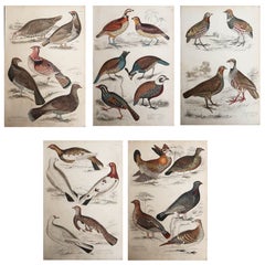 Set of 5 Original Antique Prints of Game Birds, 1830s