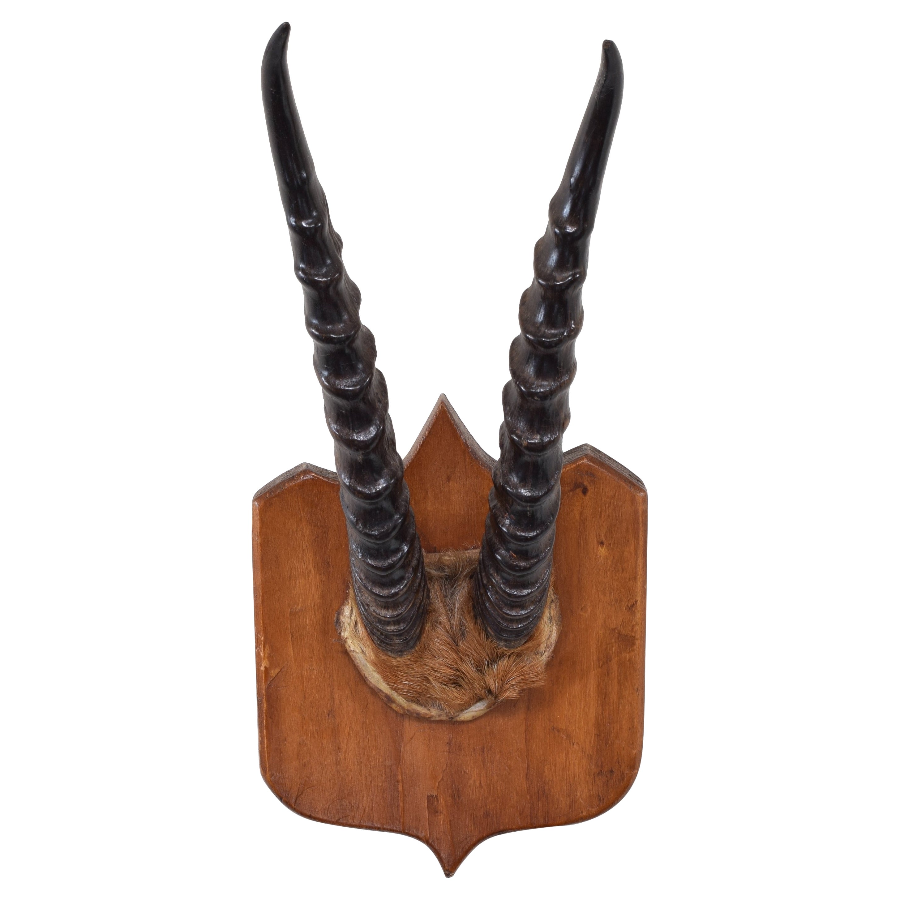 African Springbok Horn Mount on Light Oak Backplate, Early 20th Century For Sale