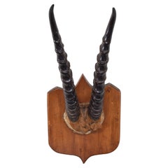 African Springbok Horn Mount on Light Oak Backplate, Early 20th Century