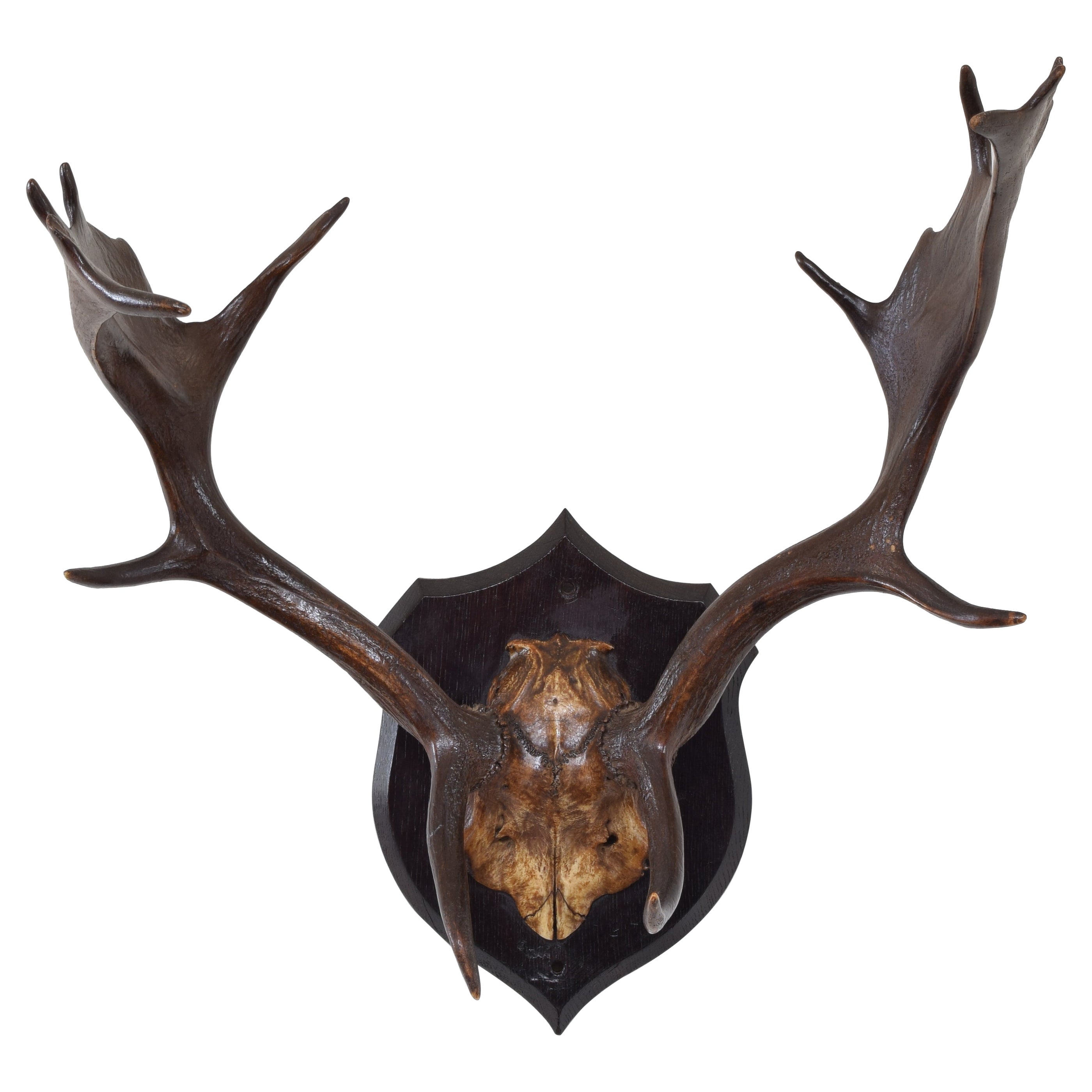 European Fallow Deerhorn Mount on Dark Oak Backplate, Early 20th Century For Sale