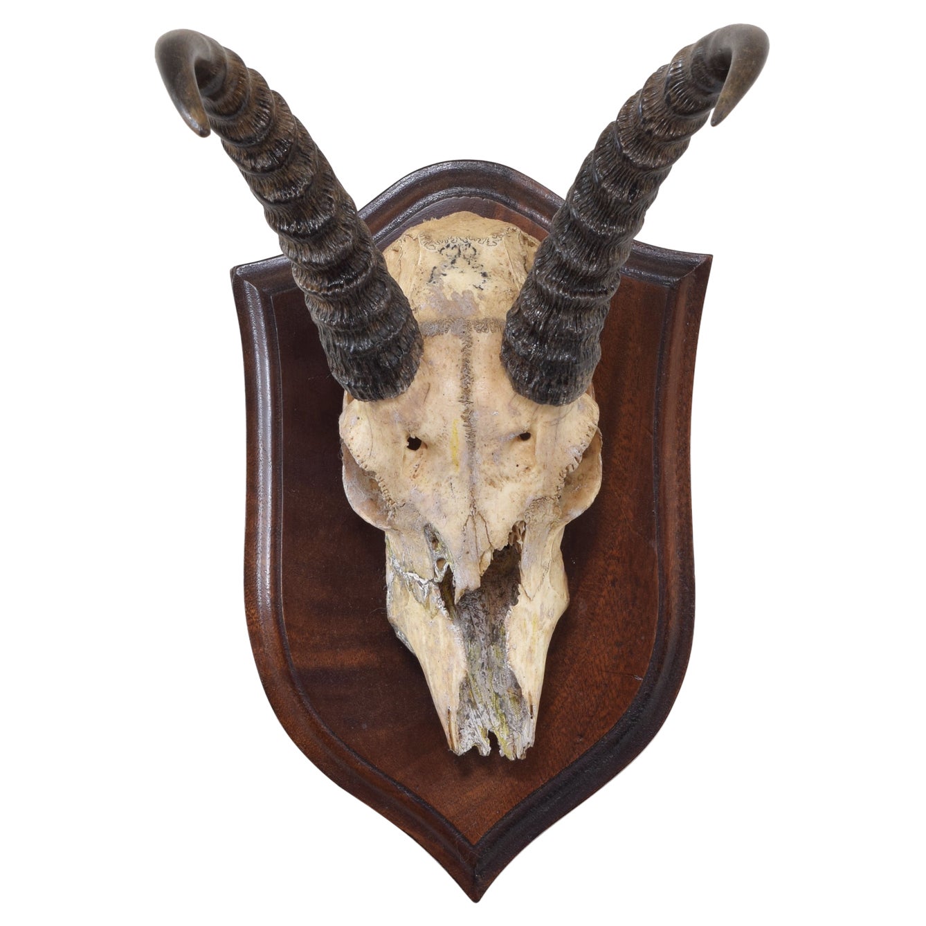African Springbok Mount, Early 20th Century For Sale