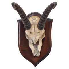 Antique African Springbok Mount, Early 20th Century