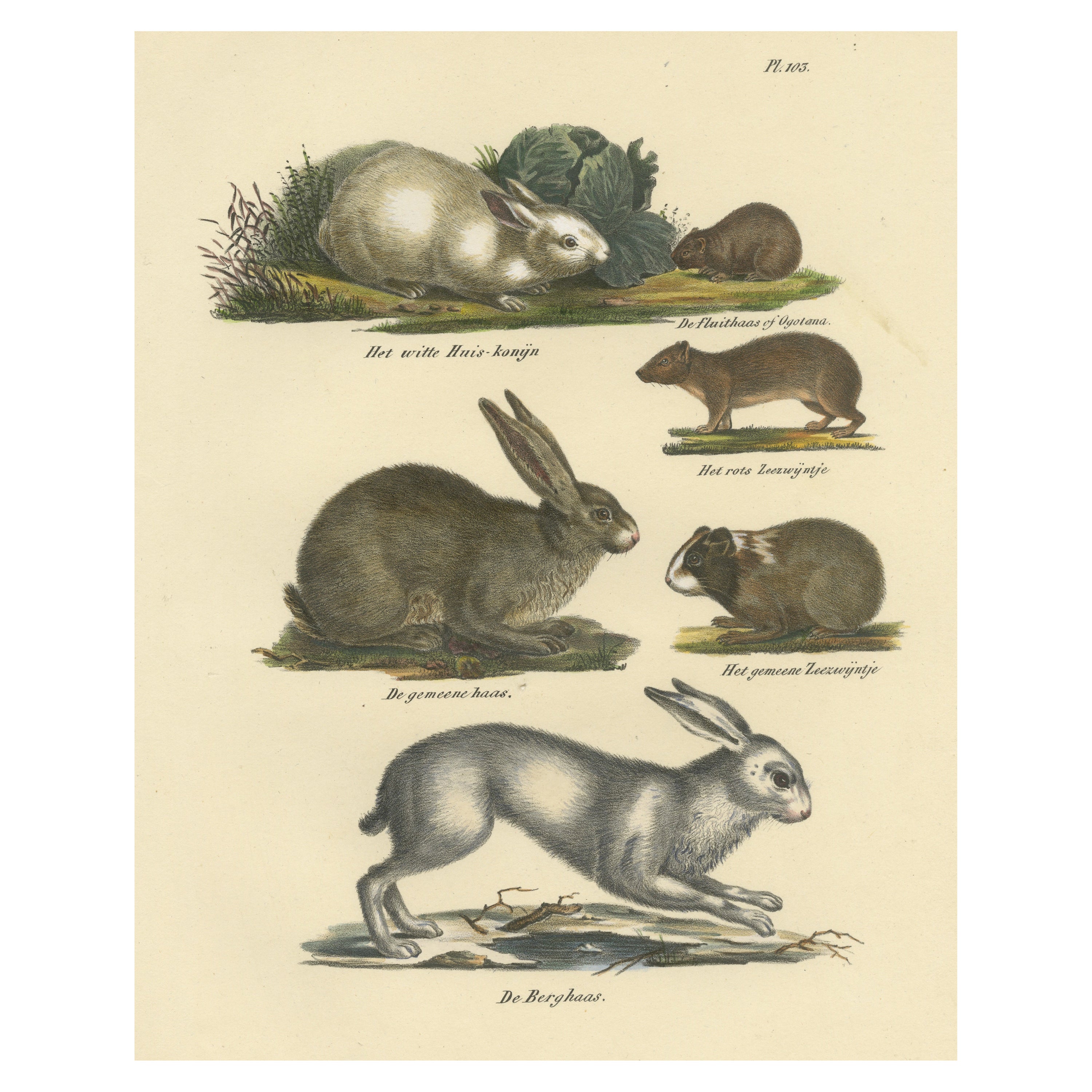 Antique Print of a Rabbit, Hares, Pika and other Rodents For Sale