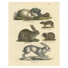 Antiker Druck eines Kaninchens, eines Hares, Pikas und anderer Stößel
