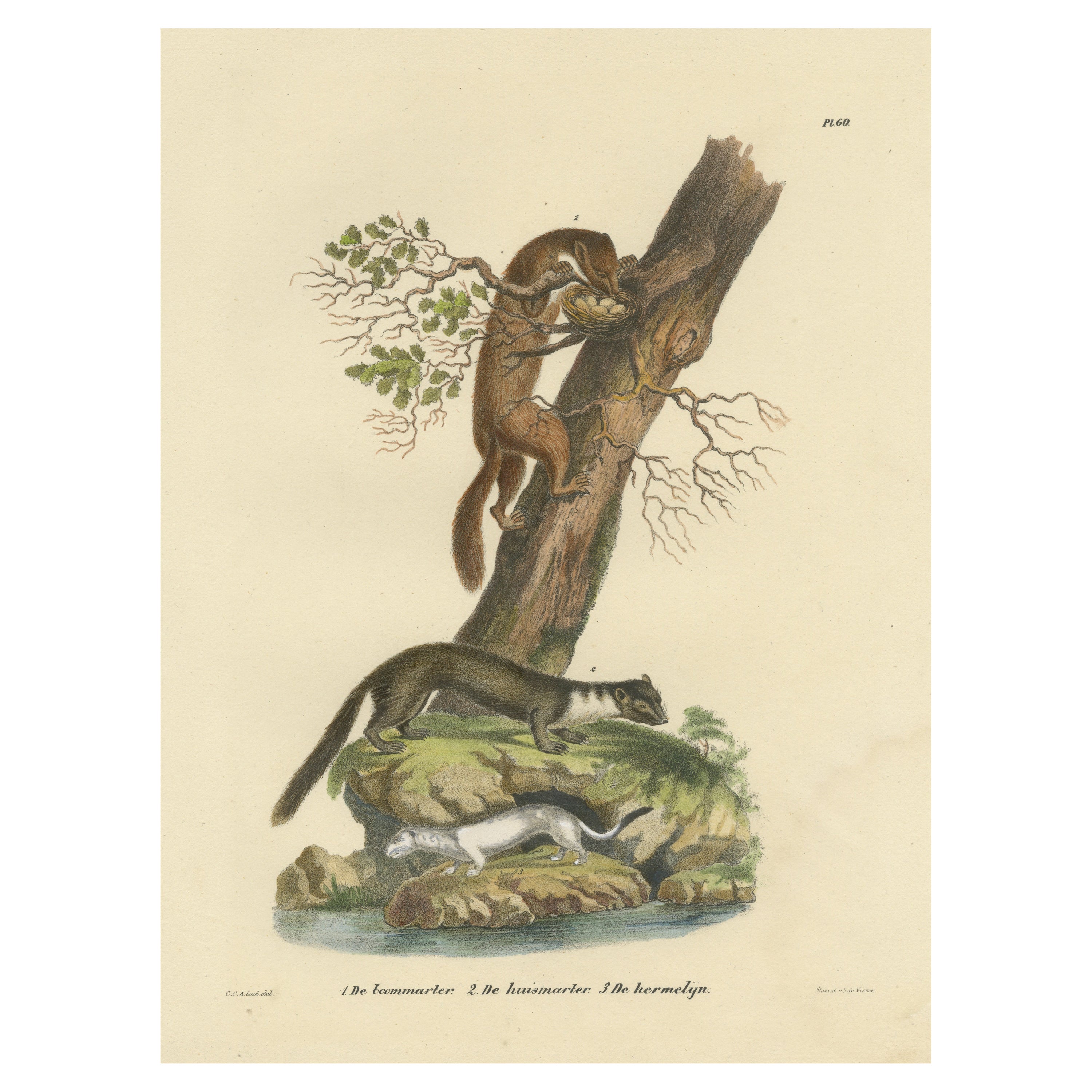 Antique Print of a European Pine Marter, Marten and Stoat