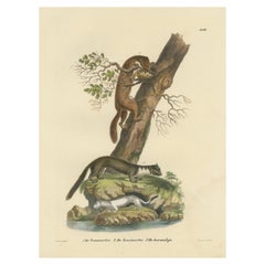Antique Print of a European Pine Marter, Marten and Stoat
