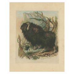 Antique Animal Print of a Musk Bull or Musk Ox