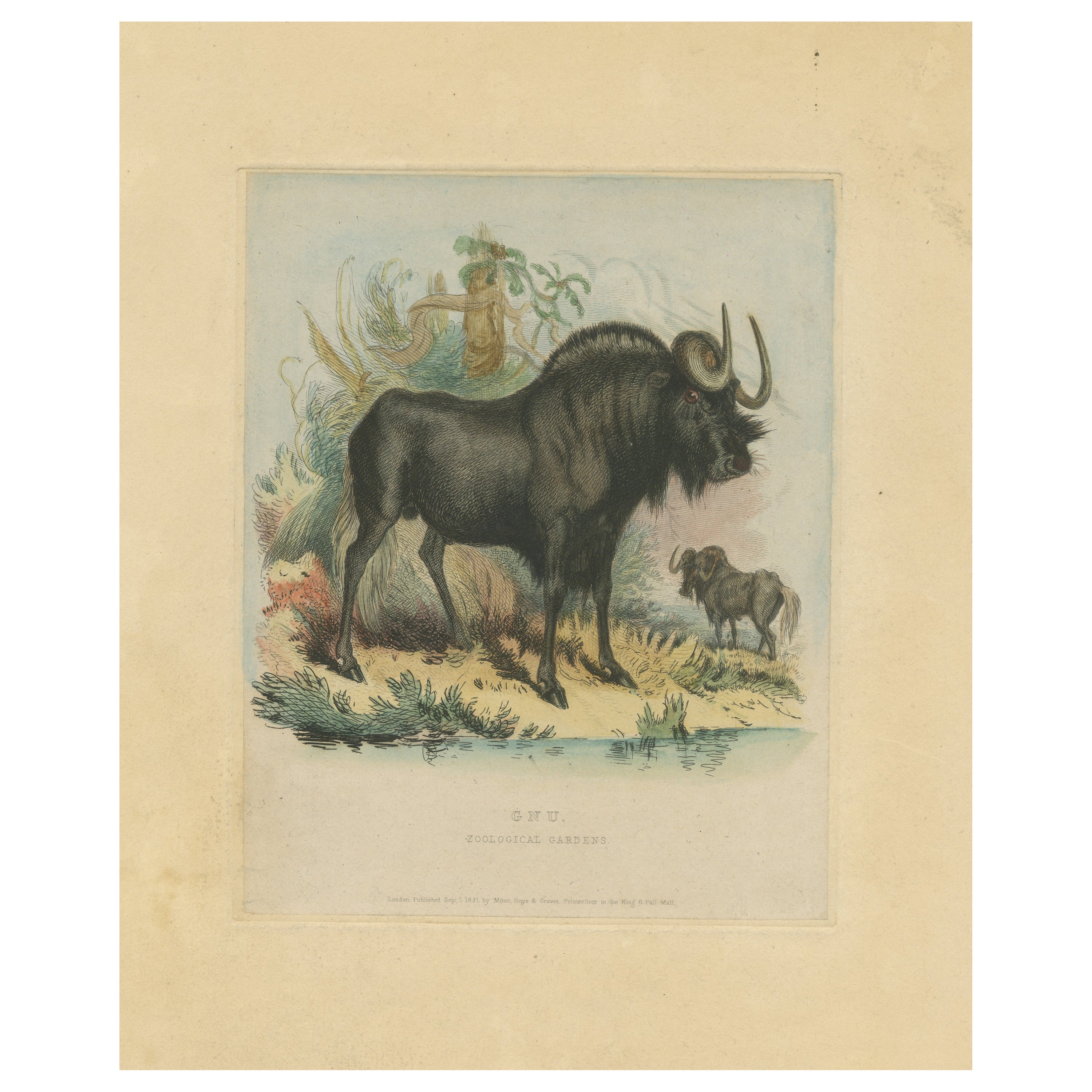 Antique Animal Print of a Gnu or Wildebeest For Sale
