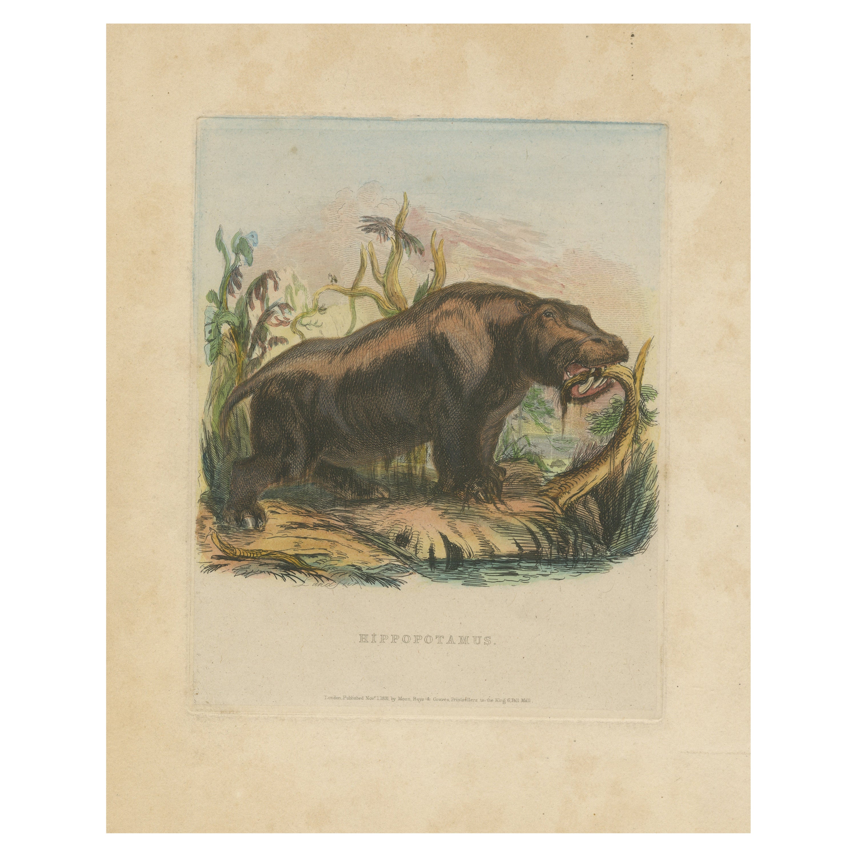 Antique Animal Print of a Hippopotamus or Hippo For Sale