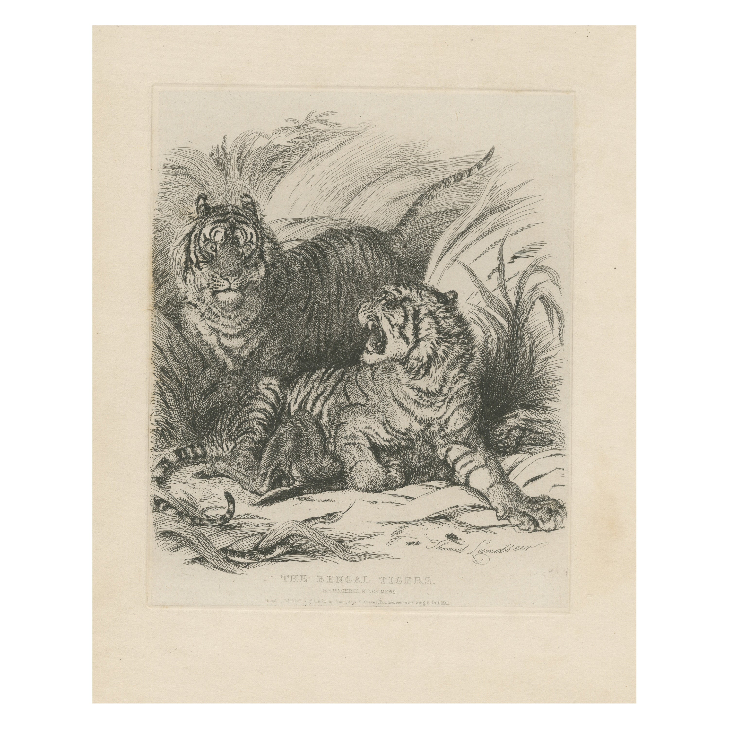 Antique Animal Print of Bengal Tigers For Sale