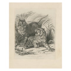 Antique Animal Print of Bengal Tigers