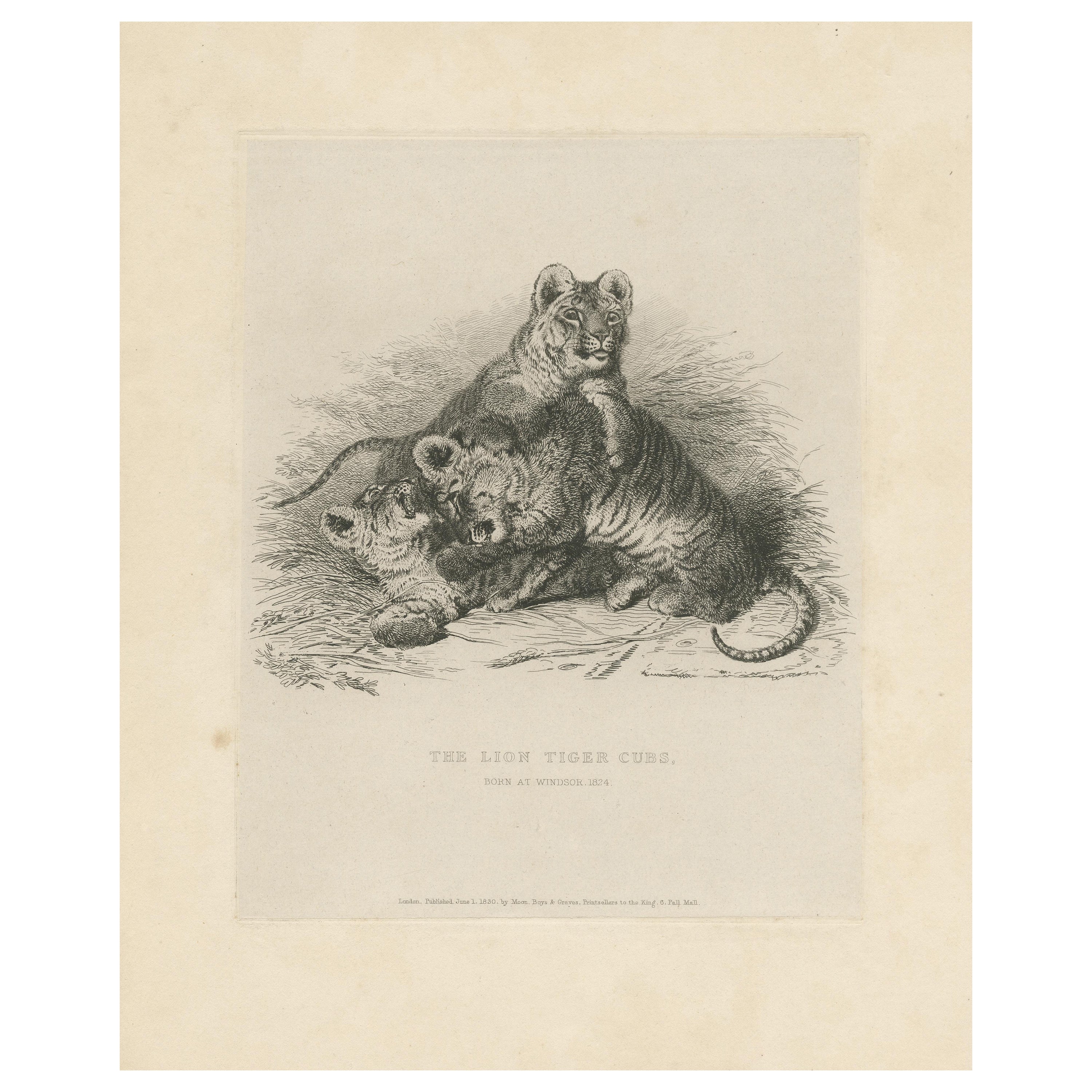 Antique Animal Print of Tiger Cubs For Sale