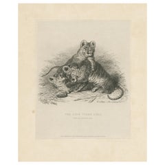 Antique Animal Print of Tiger Cubs