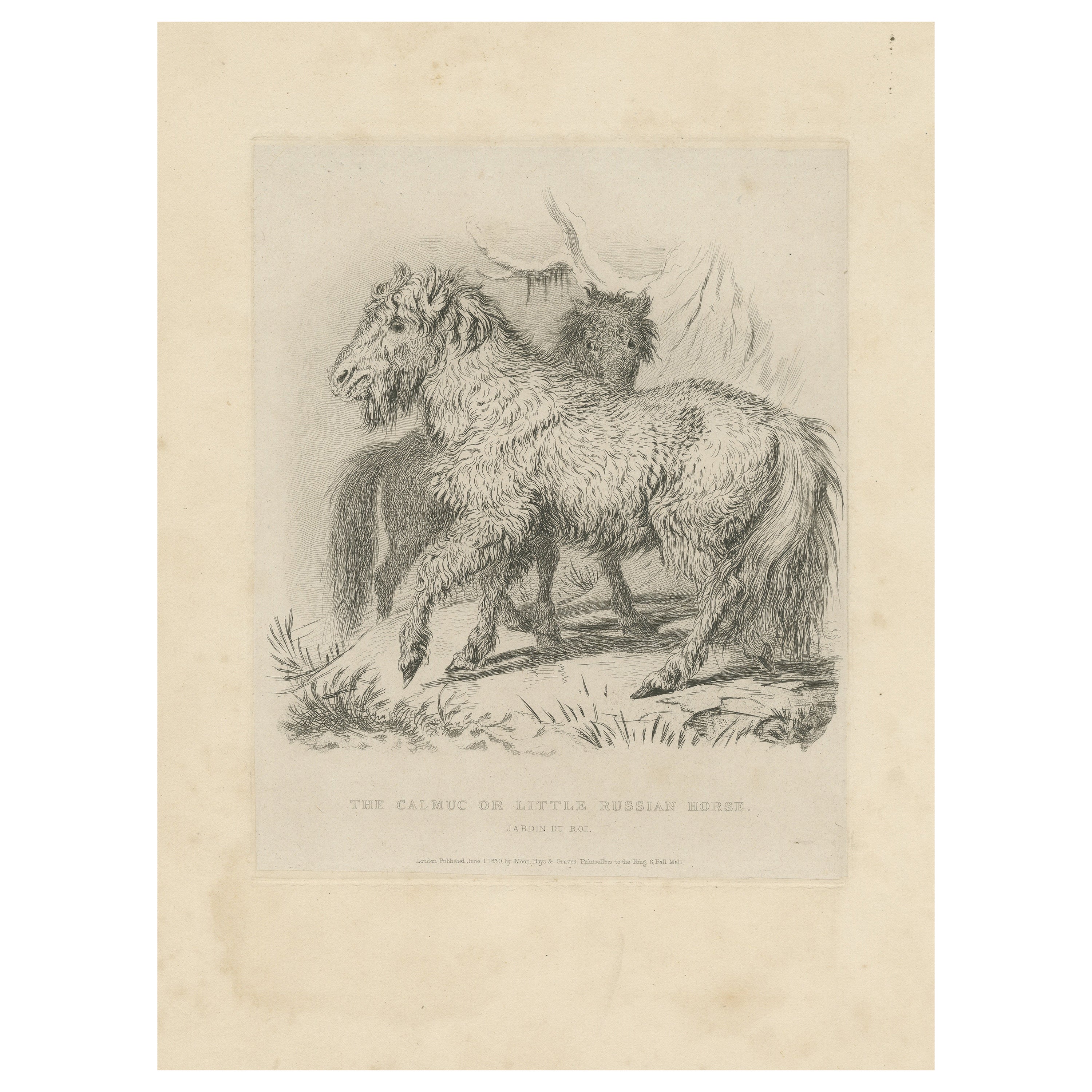 Antique Animal Print of a Calmuc or Little Russian Horse