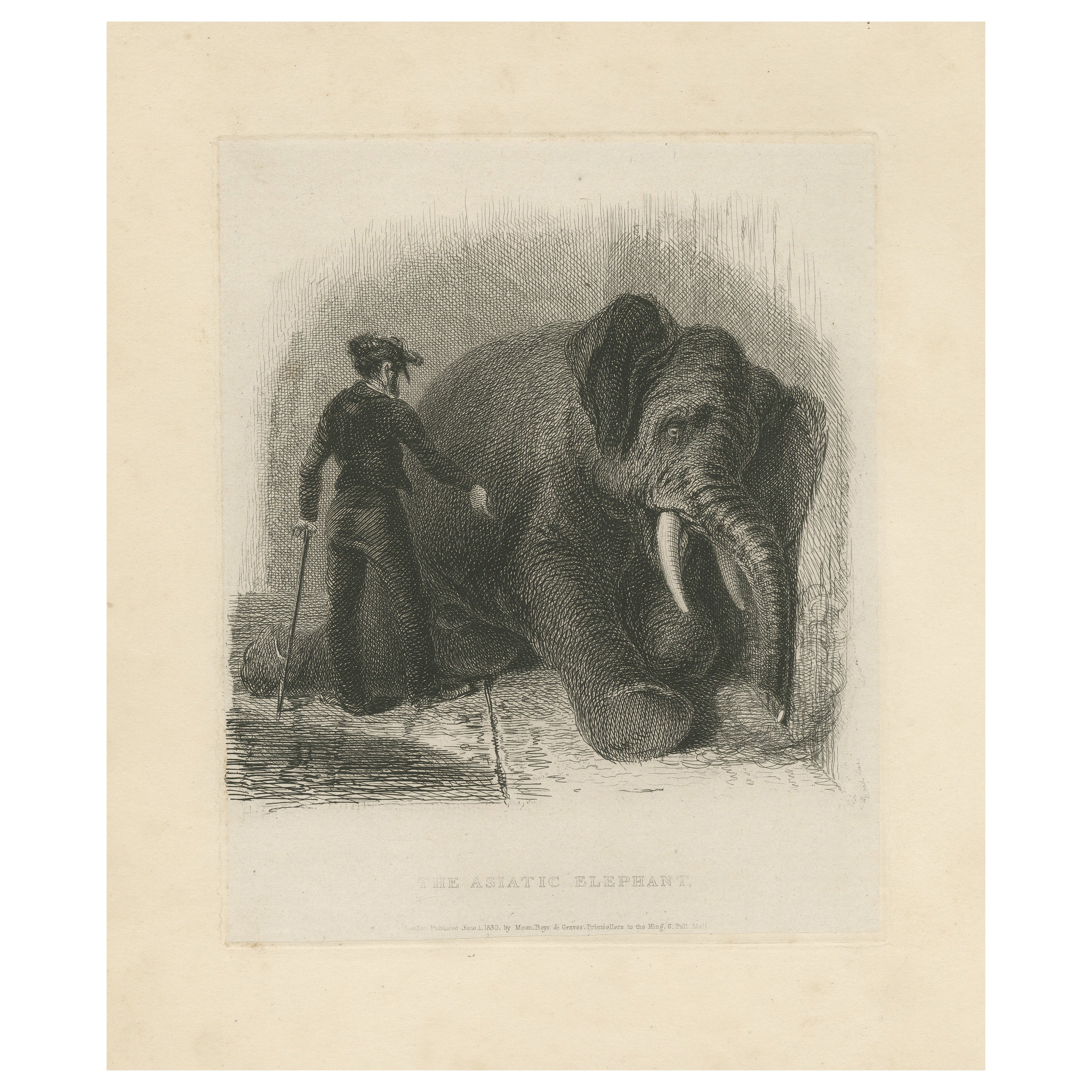 Antique Animal Print of an Asian Elephant