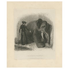 Impression animalière ancienne d'un éléphant asiatique