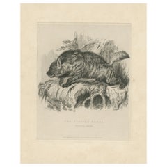 Antique Animal Print of a Striped Hyena