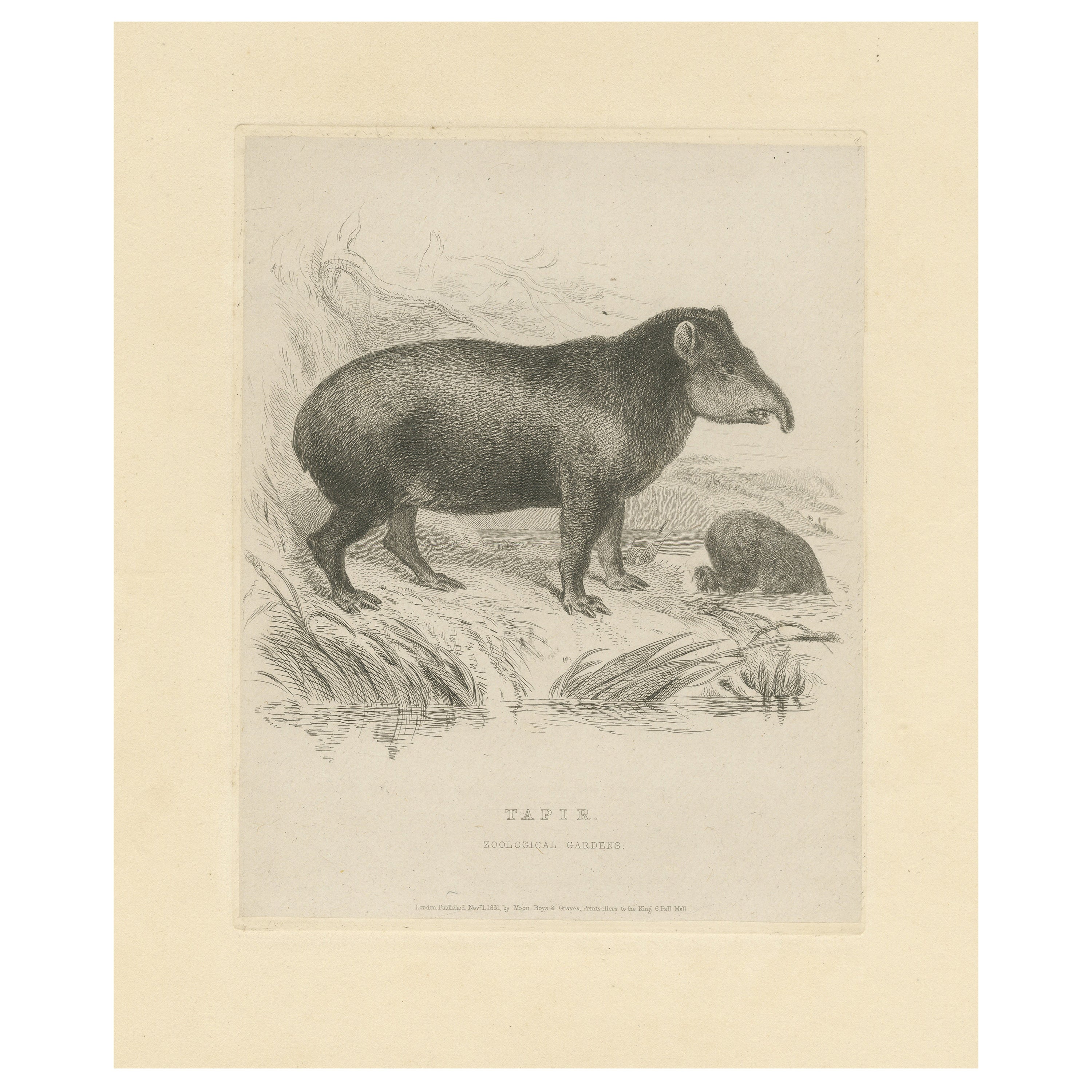 Antique Animal Print of a Tapir For Sale