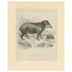 Antique Animal Print of a Tapir