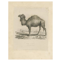 Antique Animal Print of a Camel
