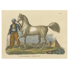 Antique Hand Colored Print of an Arabian or Arab Horse, the Stallion Named Tejar