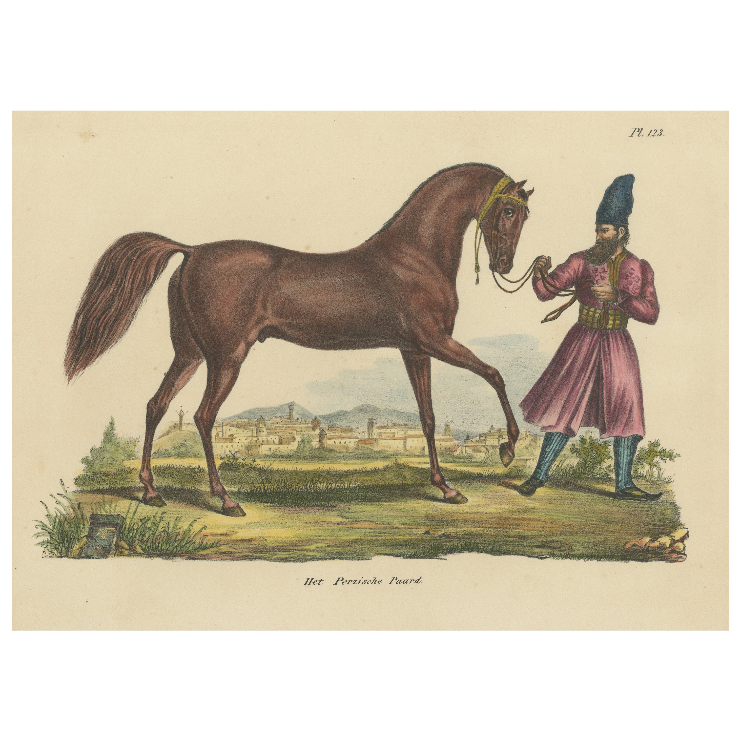 Antiker handkolorierter Druck eines persischen Pferdes