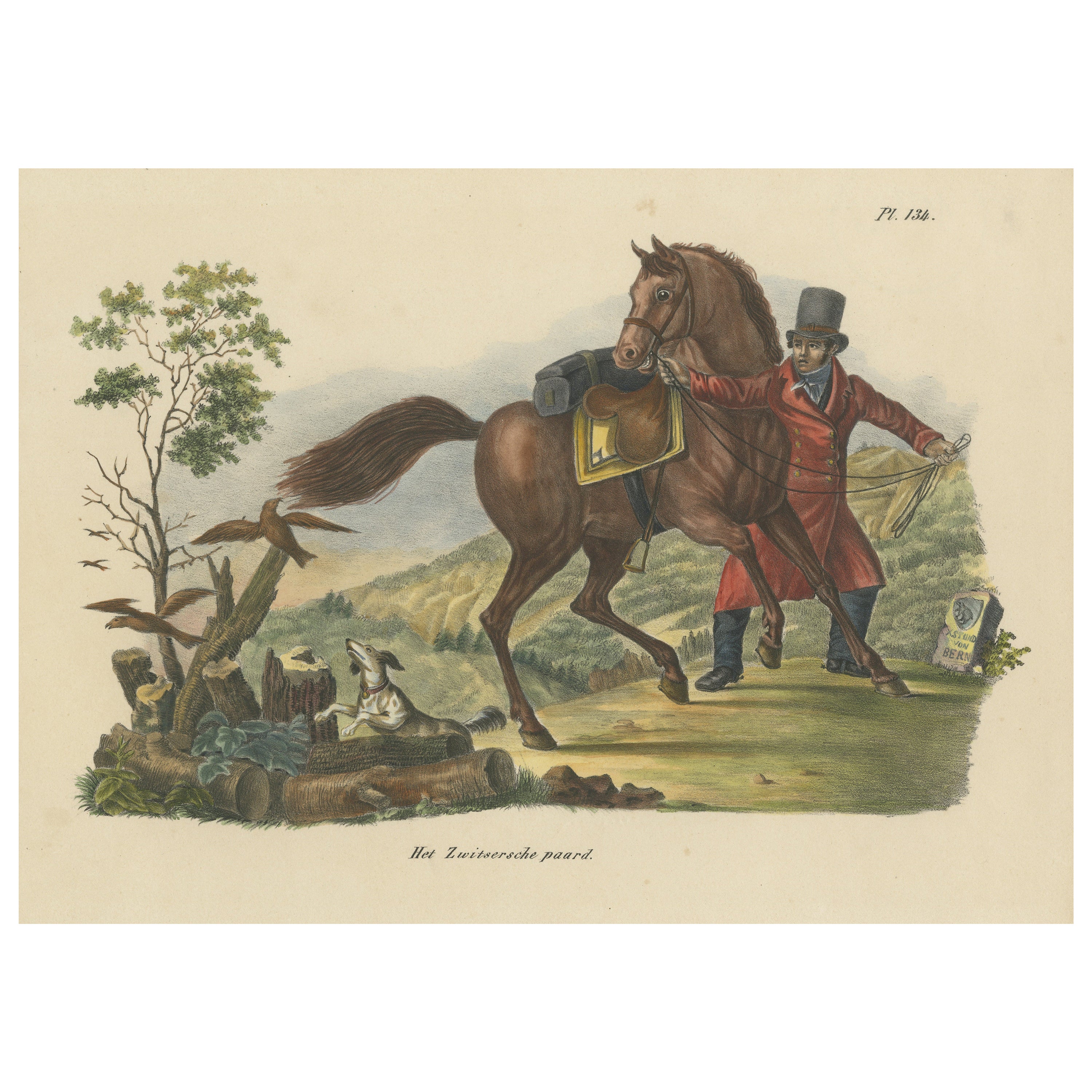 Antique Hand Colored Print of a Swiss Horse For Sale