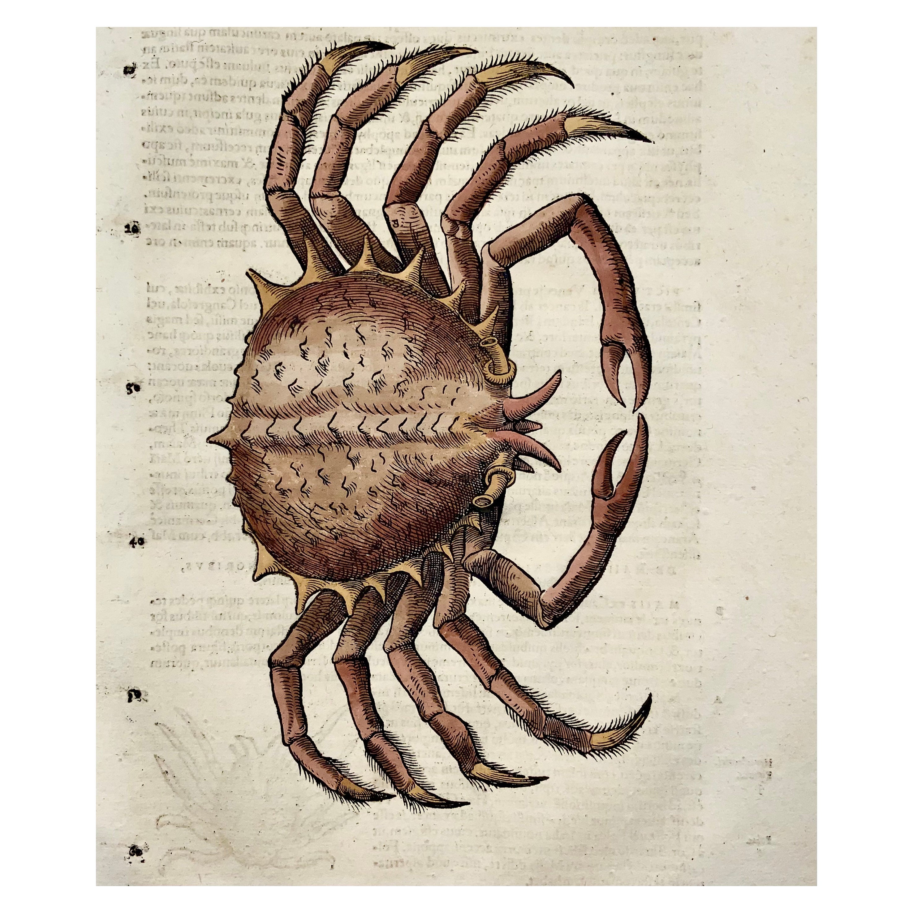 1558 Spider Crab, Conrad Gesner, Folio, Woodcut, Hand Coloured, First State For Sale
