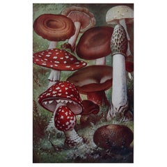Original Vintage Print of Mushrooms, C.1900