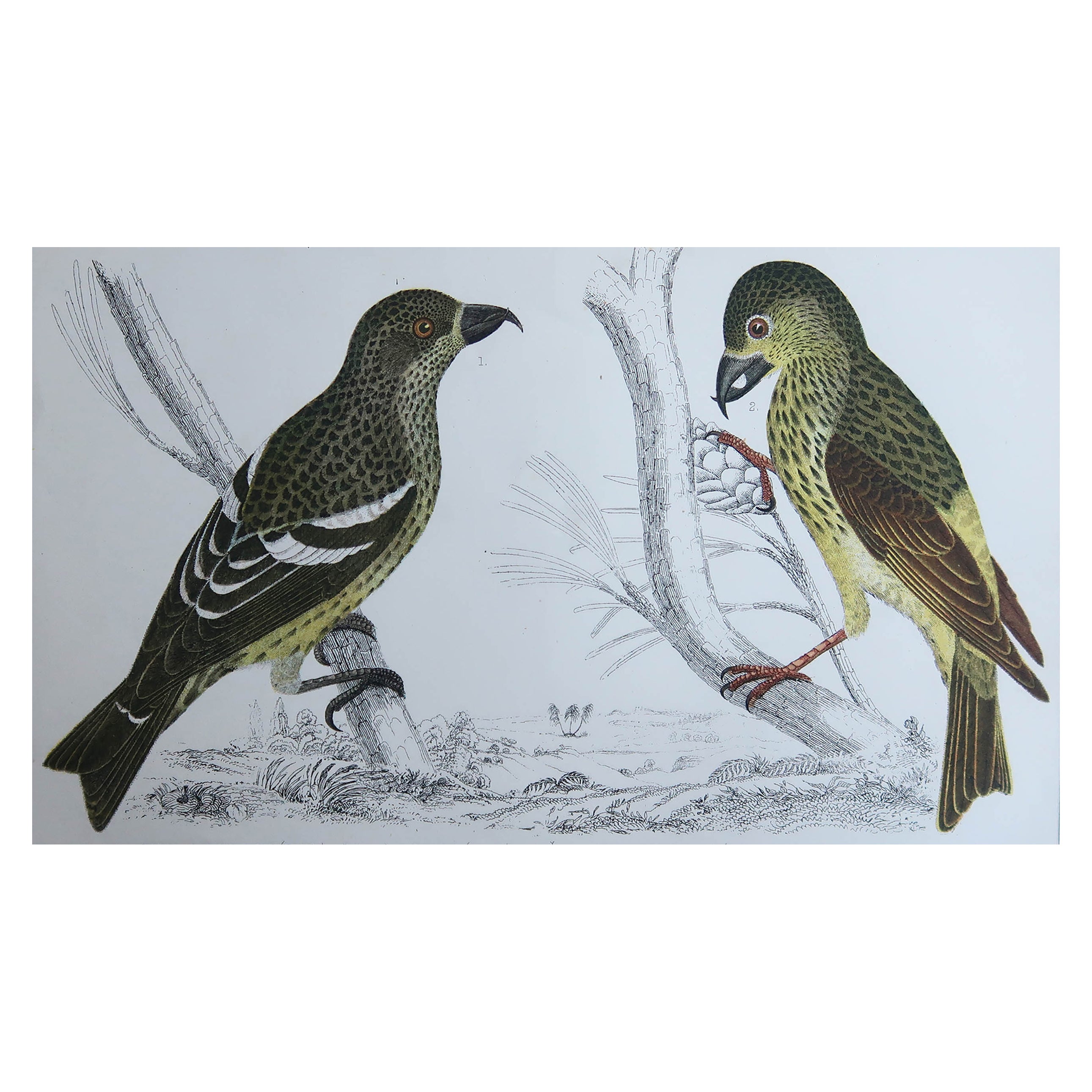 Original Antique Print of Crossbills, 1847 'Unframed' For Sale