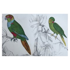 Original Antique Print of Parrots, 1847 'Unframed'