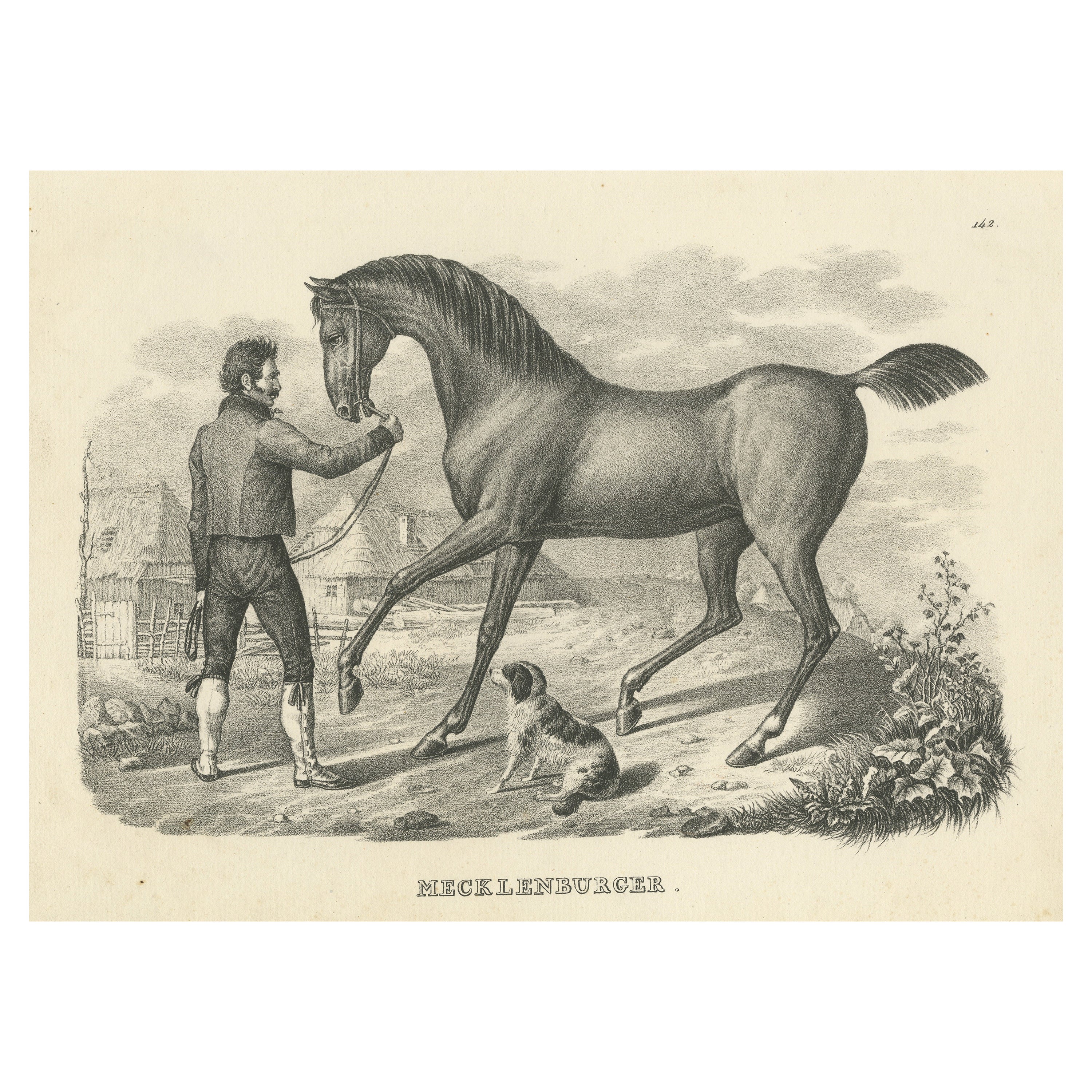 Stampa antica di un cavallo del Meclemburgo in vendita
